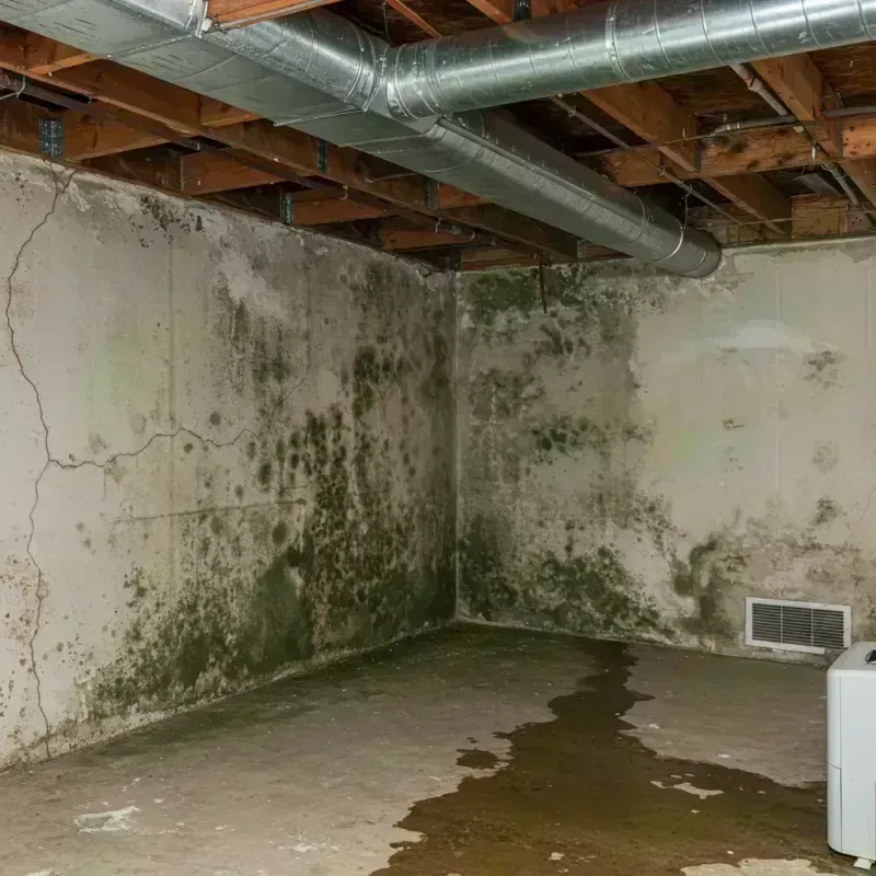 Professional Mold Removal in Seymour, MO